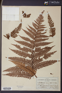 Dicksonia squarrosa image