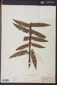 Dicksonia squarrosa image