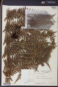 Dicksonia squarrosa image