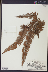 Dicksonia squarrosa image