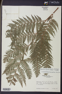 Lophosoria quadripinnata image