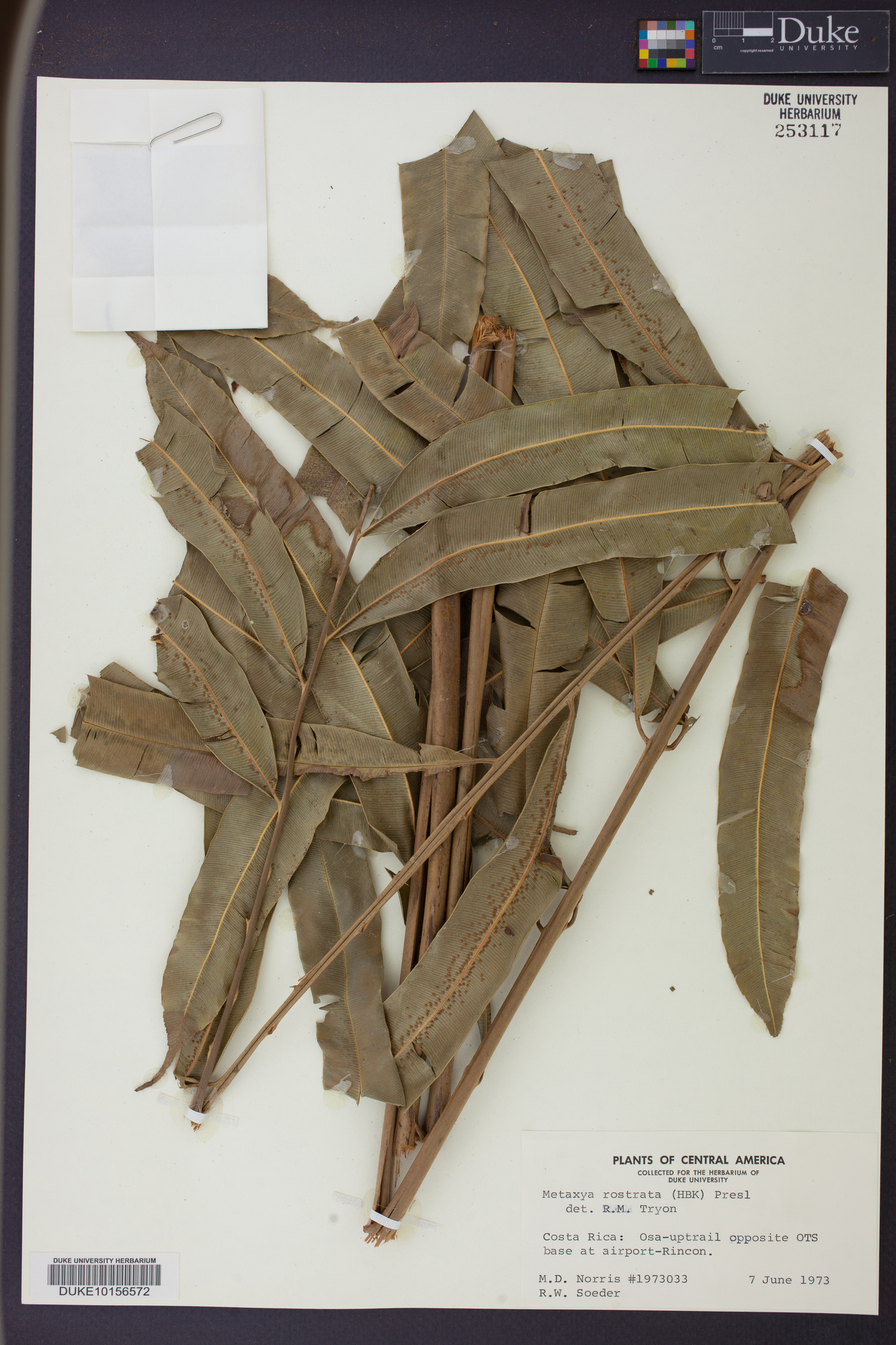 Metaxya rostrata image