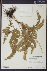 Lindsaea montana image