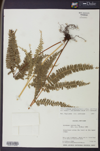 Lindsaea quadrangularis image