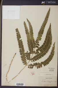 Lindsaea trapeziformis image