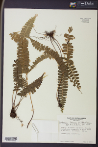 Lindsaea lancea image