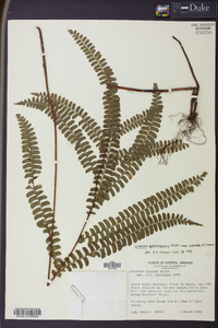 Lindsaea quadrangularis image