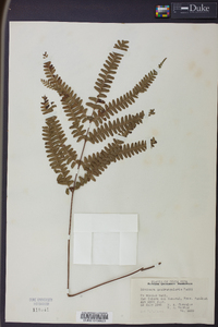 Lindsaea quadrangularis image