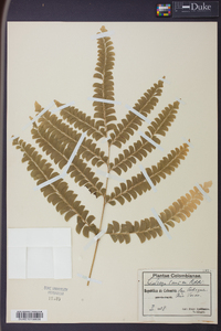 Lindsaea lancea image