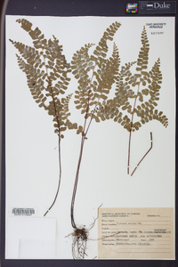 Lindsaea ovoidea image