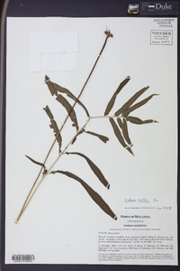 Lindsaea ensifolia image