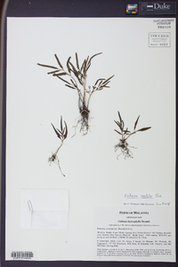 Lindsaea ensifolia image