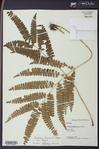 Lindsaea lancea image