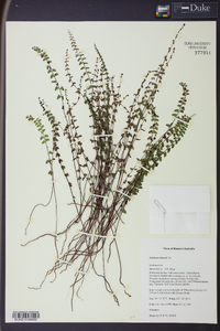 Lindsaea linearis image