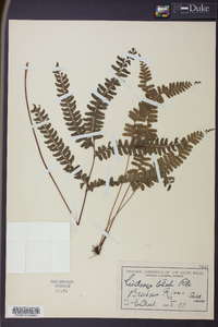 Lindsaea lobata image