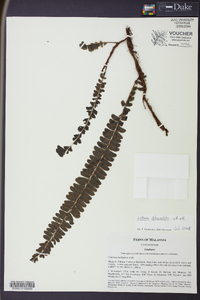 Lindsaea oblanceolata image