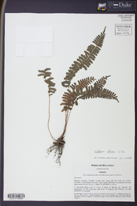 Lindsaea obtusa image