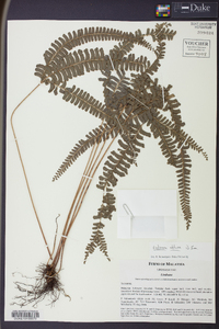 Lindsaea obtusa image