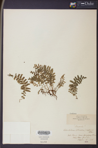 Lindsaea repens image