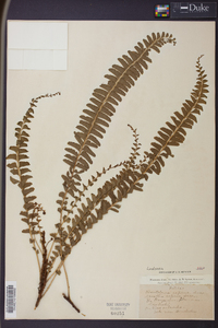 Lindsaea repens image