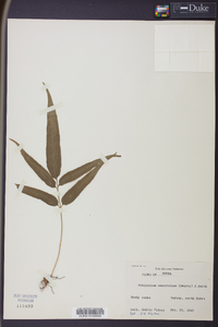 Lindsaea ensifolia image