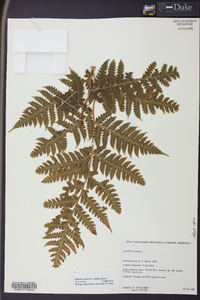 Lonchitis hirsuta image