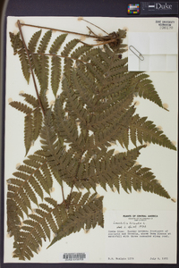 Lonchitis hirsuta image