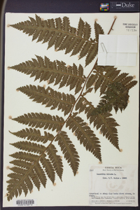 Lonchitis hirsuta image