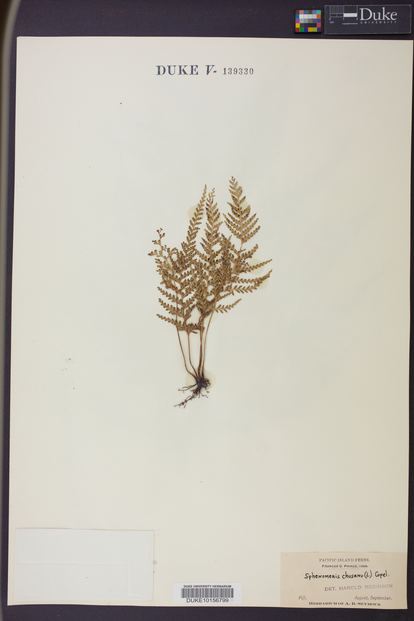 Sphenomeris chusana image