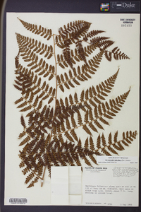 Dennstaedtia globulifera image