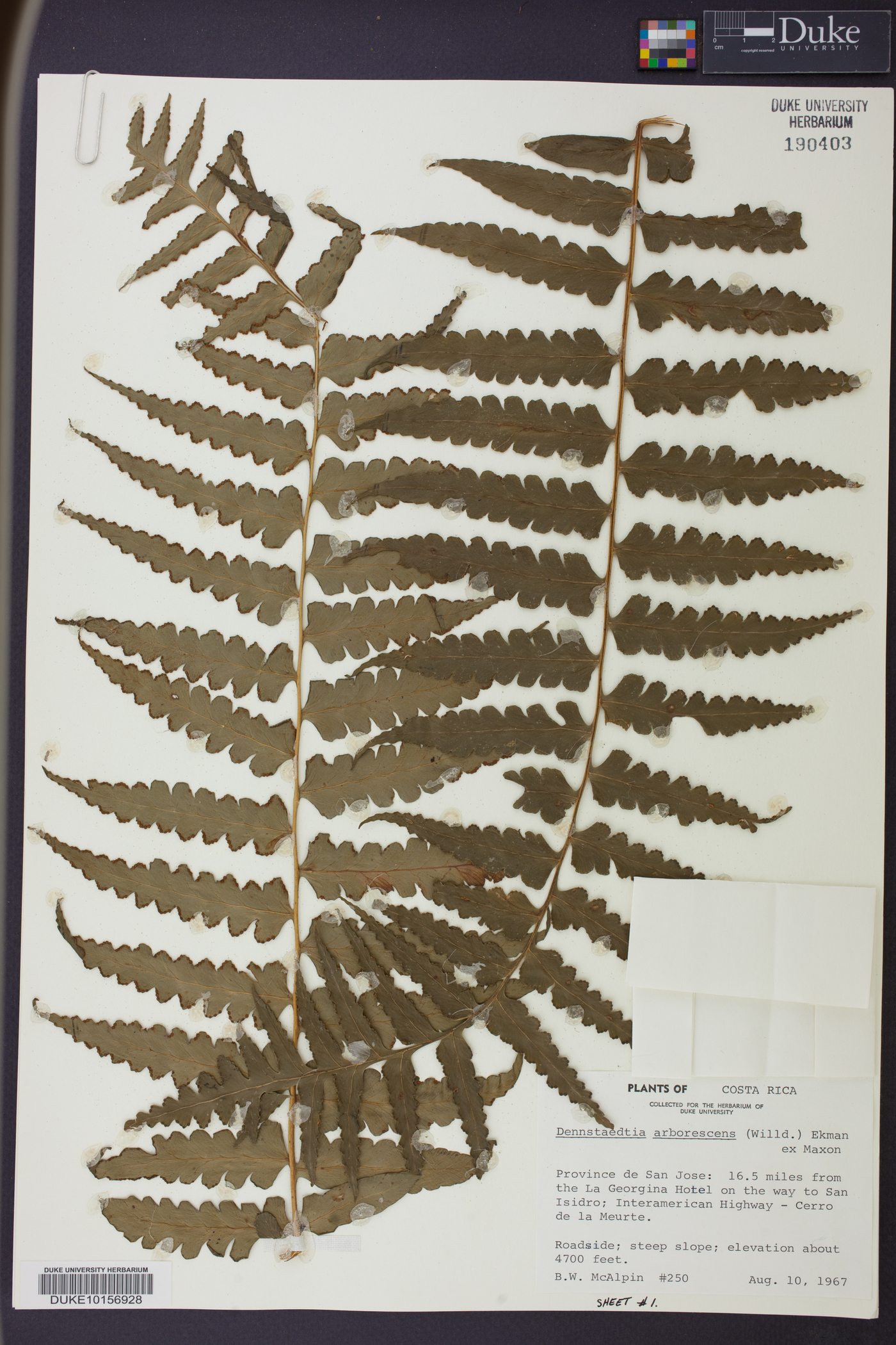 Dennstaedtia arborescens image