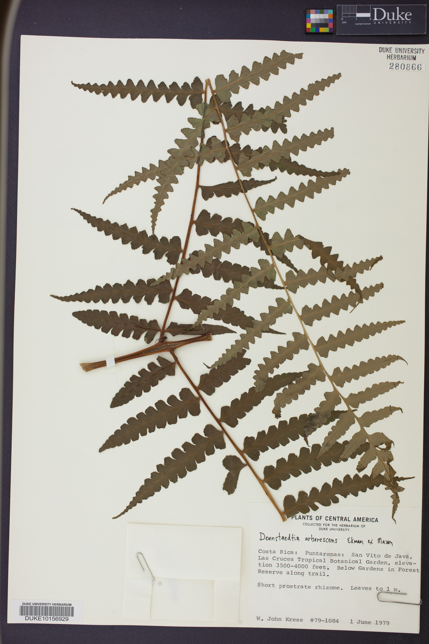 Dennstaedtia arborescens image