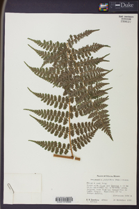 Dennstaedtia globulifera image