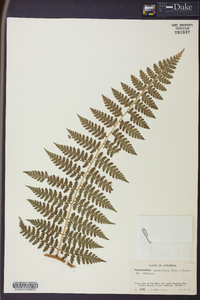 Dennstaedtia globulifera image