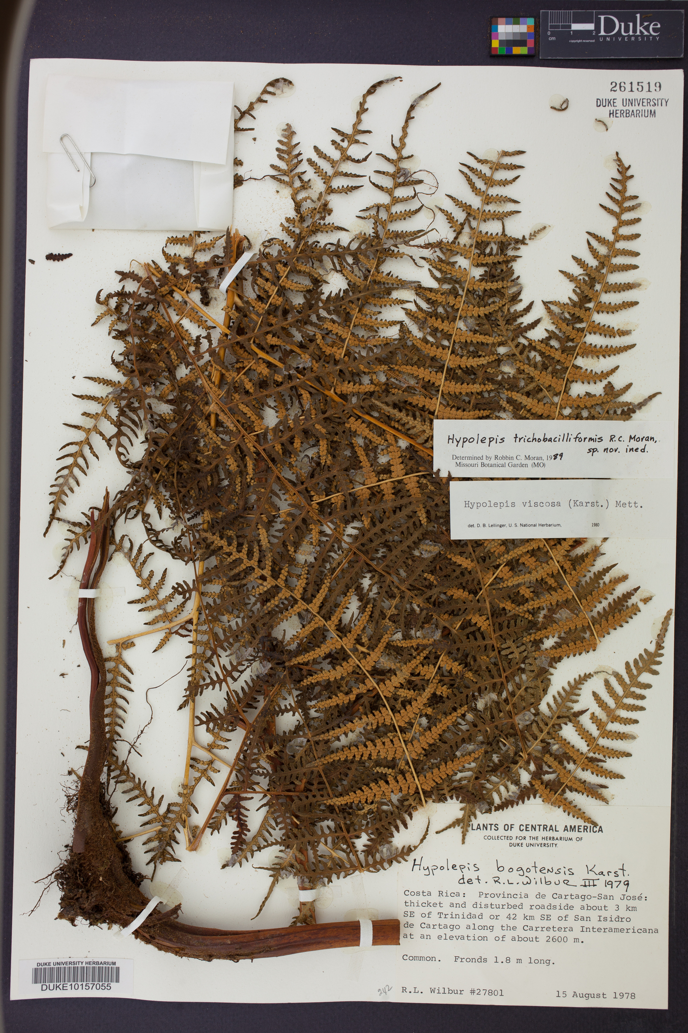 Hypolepis trichobacilliformis image
