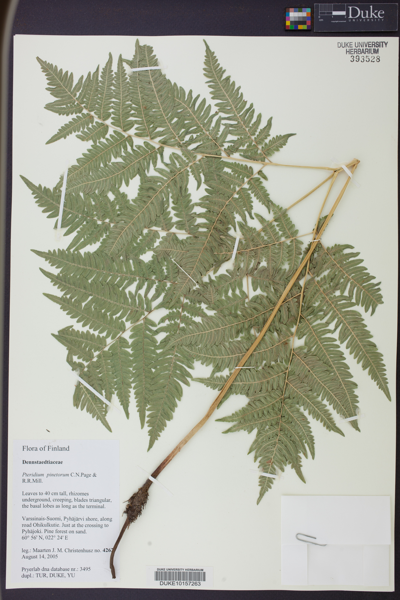 Pteridium aquilinum subsp. pinetorum image