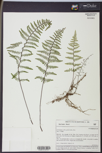 Adiantopsis chlorophylla image