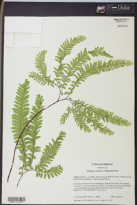 Adiantum aleuticum image