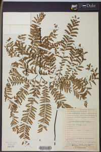 Adiantum aleuticum image