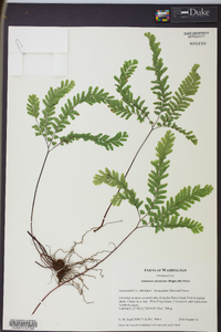 Adiantum aleuticum image