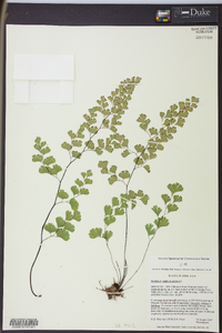 Adiantum capillus-veneris image