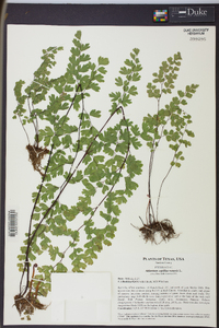 Adiantum capillus-veneris image