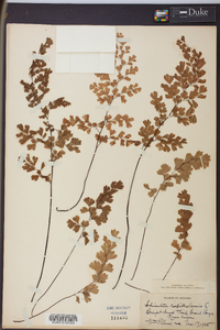 Adiantum capillus-veneris image