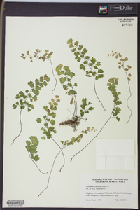 Adiantum capillus-veneris image