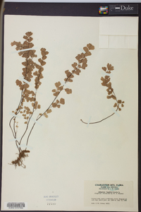 Adiantum capillus-veneris image