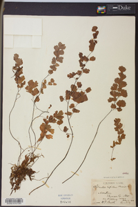 Adiantum capillus-veneris image