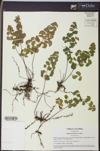 Adiantum jordanii image