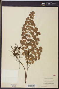 Adiantum jordanii image