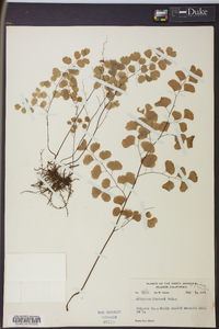 Adiantum jordanii image