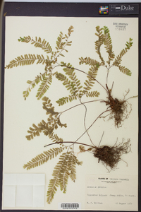 Adiantum aleuticum image